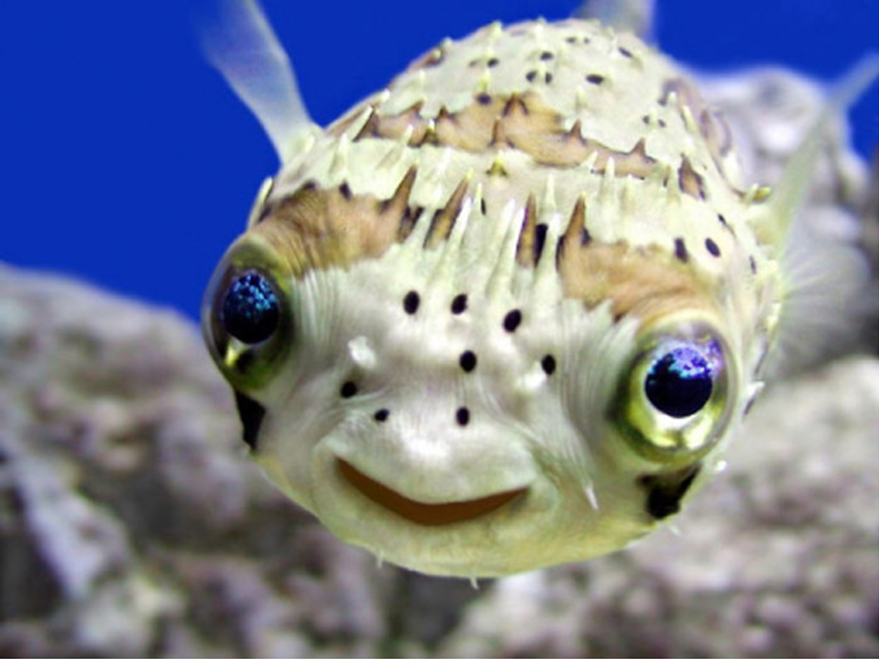 happyFish