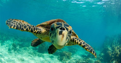 seaTurtle