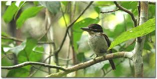 locationbirdhouse
