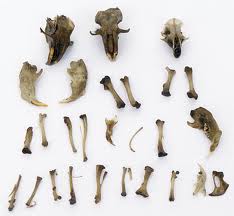 owl pellet bones